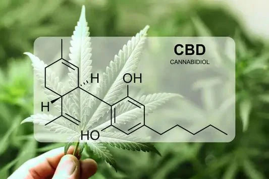 近代科學文獻整理：CBD在醫療領域的應用與潛力